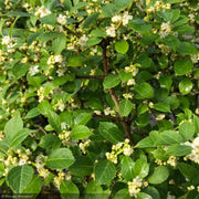Holly, Winterberry Berry Poppins #2